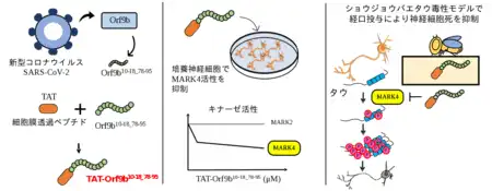 図1. 本研究の概要。新たなMARK4阻害ペプチドによってタウによる神経細胞死を抑制
