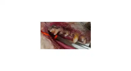 図1　進行した犬の歯周病